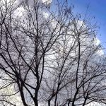 Ο Ιανουάριος ξεκινά… ανοιξιάτικος: Μέχρι πότε θα κρατήσει ο ζεστός καιρός